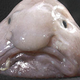 Image for article titled Go home, evolution. You're drunk.
